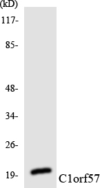 a13743 2 ntpcr primary antibodies wb testing 1