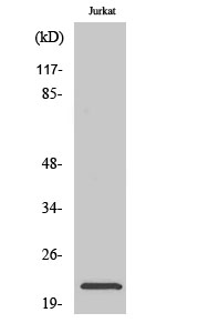 a13743 2 ntpcr primary antibodies wb testing 2