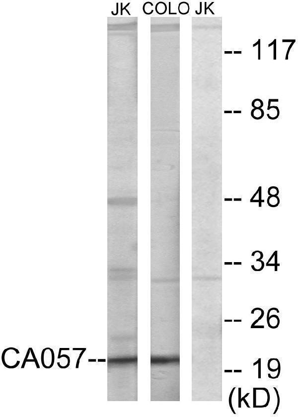 a13743 2 ntpcr primary antibodies wb testing 3