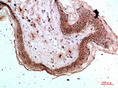 a13747 tpsd1 primary antibodies ihc testing 1