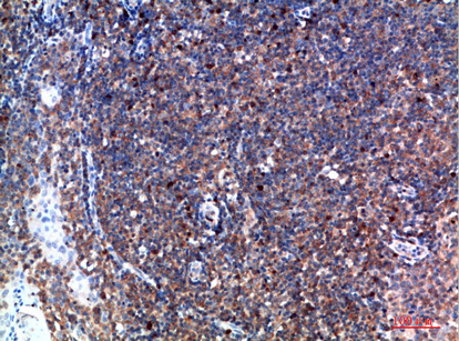 Immunohistochemical analysis of paraffin-embedded human-tonsil, antibody was diluted at 1:200