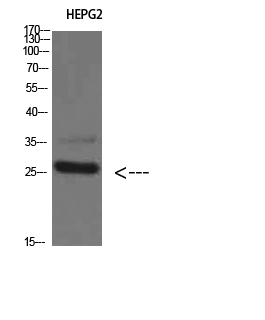 Western Blot analysis of HEPG2 cells using Tryptase-3 Polyclonal Antibody diluted at 1:800