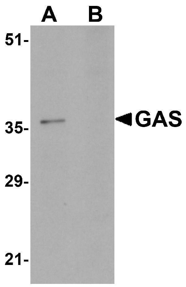 a13756 pagr1 primary antibodies wb testing 1