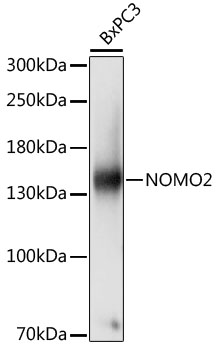 a13759 nomo2 primary antiboties wb testing 1