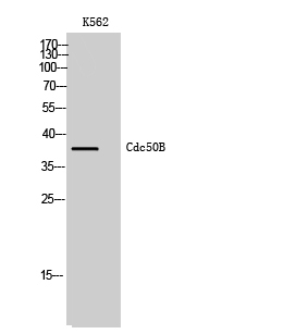a13764 1 tmem30b primary antibodyes wb testing 1