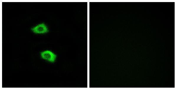 a13766 or51b5 primary antibodies if testing 1