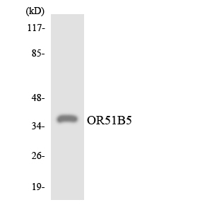 a13766 or51b5 primary antibodies wb testing 3