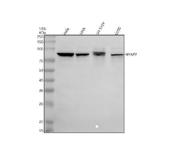 a13773 1 nyap2 primary antibodies wb testing 1