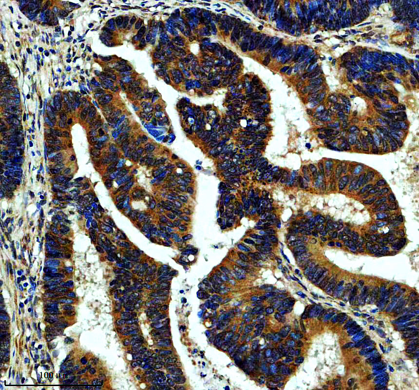 a13788 1 lsm12 primary antibodies ihc testing 1