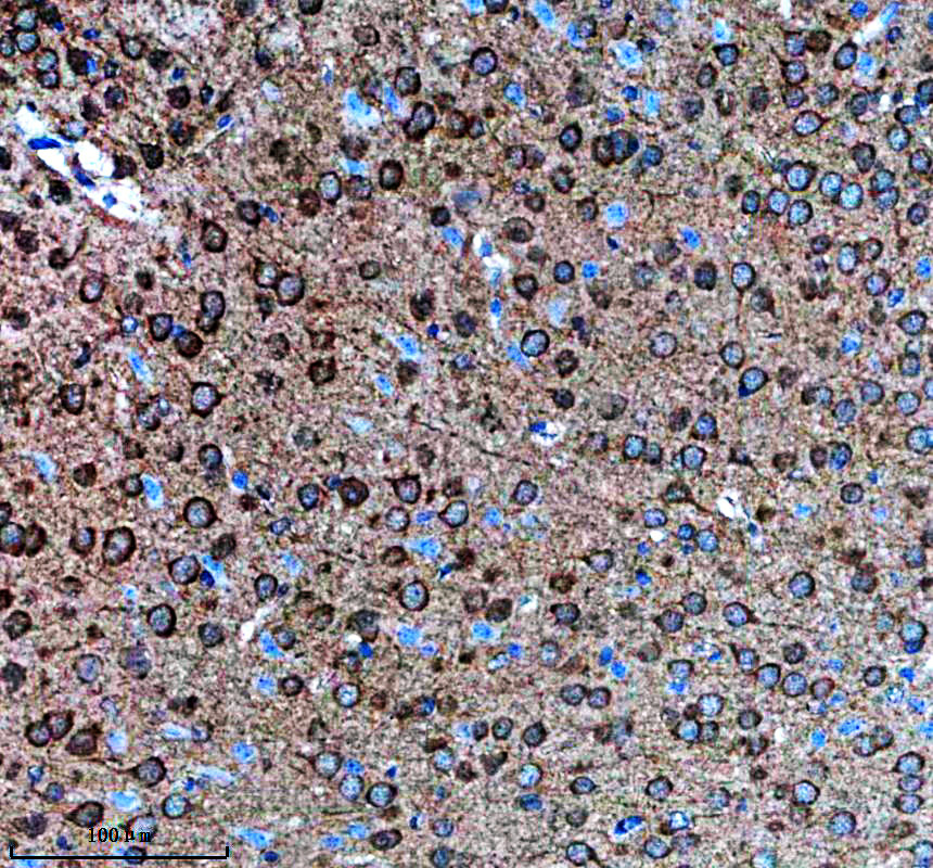 a13788 1 lsm12 primary antibodies ihc testing 2