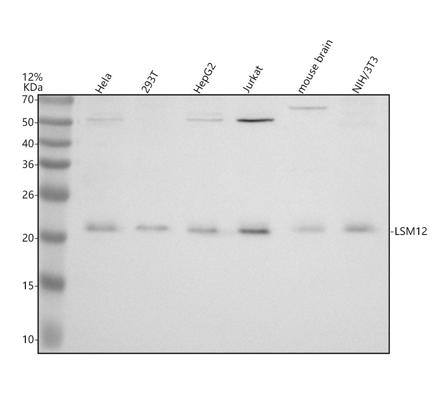 a13788 1 lsm12 primary antibodies wb testing 1