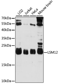 a13788 lsm12 primary antiboties wb testing 1