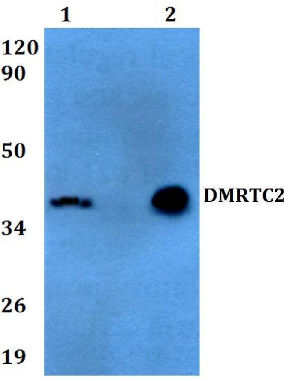 a13789 dmrtc2 primary antiboties wb testing 1