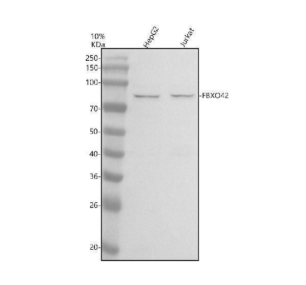 a13796 2 fbxo42 primary antibodies wb testing 1