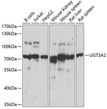 a13804 ugt3a2 primary antiboties wb testing 1