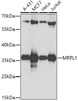 a13806 mrpl1 primary antiboties wb testing 1
