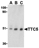 a13808 ttc5 primary antibodies wb testing 1