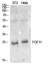 a13819 fgf11 primary antibodies wb testing 1