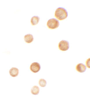 a13821 caskin2 primary antibodies icc testing 2