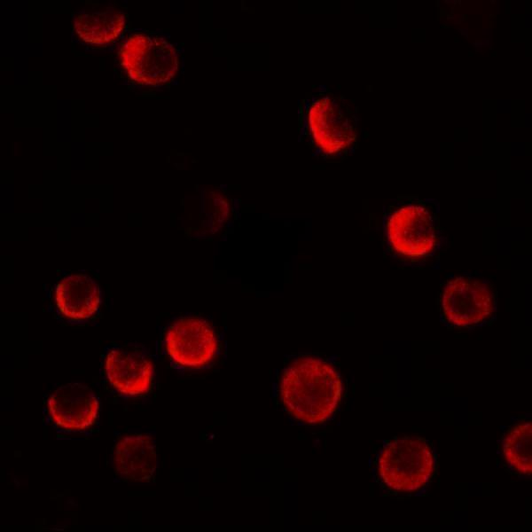 a13821 caskin2 primary antibodies if testing 3