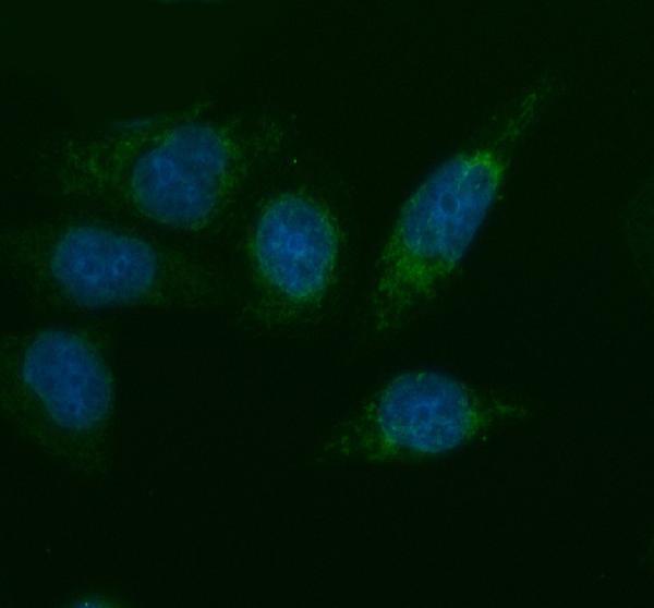 a13823 2 mrps35 primary antibodies if testing 4