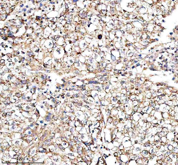  IHC analysis of MRPS35 using anti-MRPS35 antibody (A13823-2)