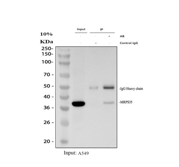 a13823 2 mrps35 primary antibodies ip testing 1