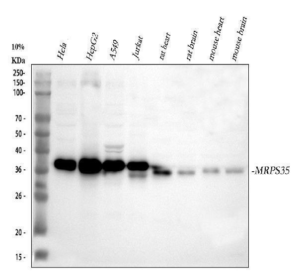  Western blot analysis of MRPS35 using anti-MRPS35 antibody (A13823-2)