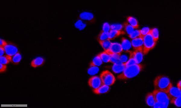 a13823 mrps35 primary antibodies if testing 1