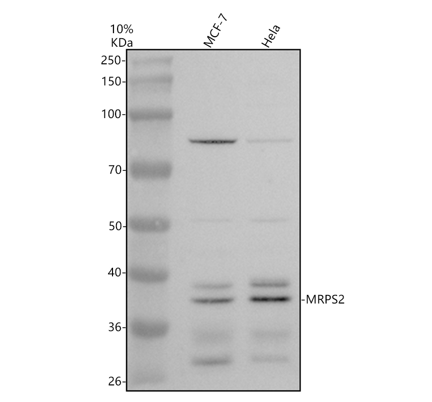 a13824 1 mrps2 primary antibodies wb testing 1