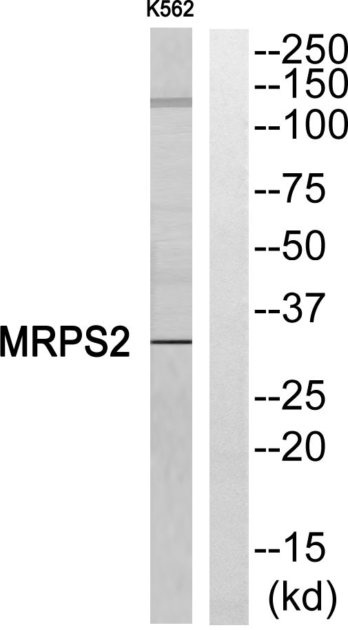 Western blot analysis of MRPS2 Antibody