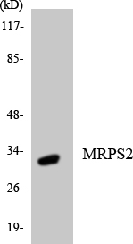Western blot analysis of the lysates from HepG2 cells using MRPS2 antibody