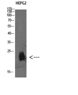 a13829 plgrkt primary antibodyes wb testing 1