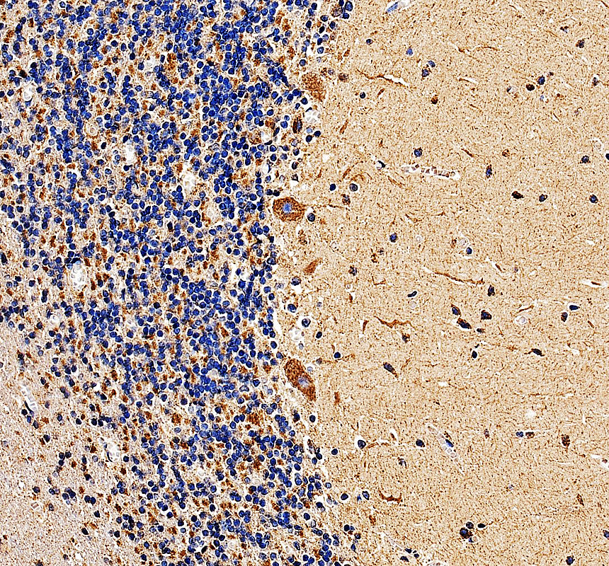 IHC analysis of MAK16 using anti-MAK16 antibody (A13837-1)