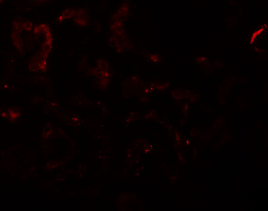 a13838 slamf9 primary antibodies if testing 3