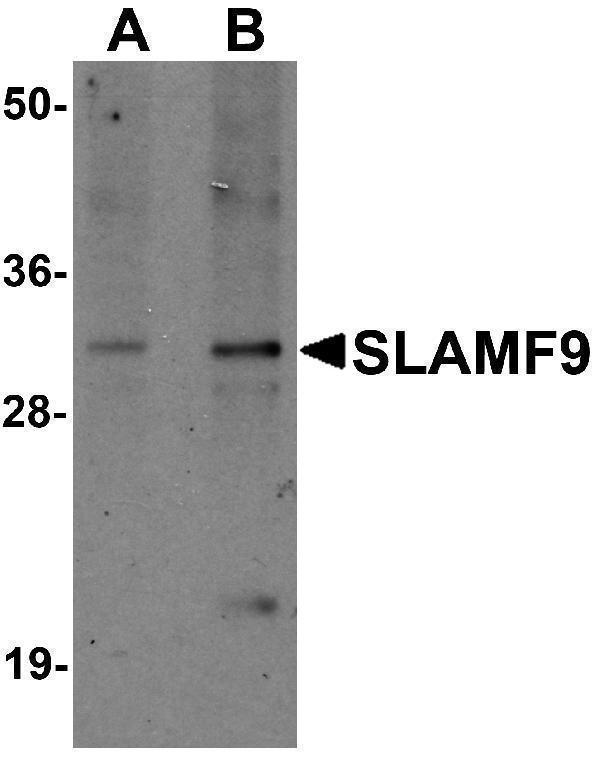 a13838 slamf9 primary antibodies wb testing 1