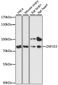a13839 znf333 primary antiboties wb testing 1