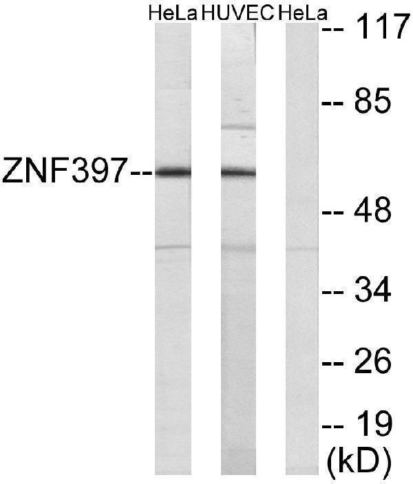 a13857 znf397 primary antibodies wb testing 3