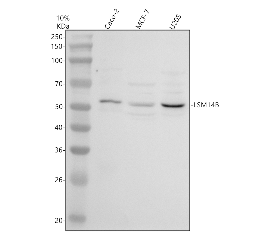 a13864 1 lsm14b primary antibodies wb testing 1