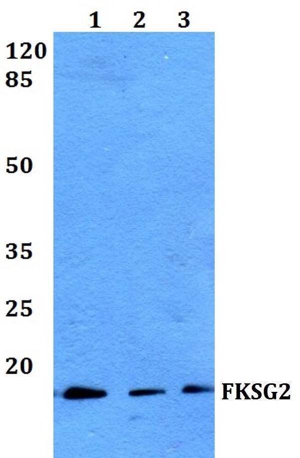 a13868 tpt1p8 primary antiboties wb testing 1