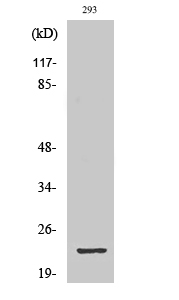a13871 gsc2 primary antibodyes wb testing 1