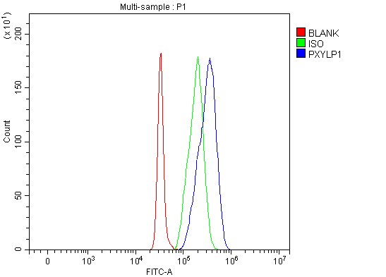 Figure 2. Flow Cytometry analysis of SH-SY5Y cells using anti-ACPL2/PXYLP1 antibody (A13883-1). Overlay histogram showing SH-SY5Y cells stained with A13883-1 (Blue line). To facilitate intracellular staining, cells were fixed with 4% paraformaldehyde and permeabilized with permeabilization buffer. The cells were blocked with 10% normal goat serum. And then incubated with rabbit anti-ACPL2/PXYLP1 Antibody (A13883-1, 1 microg/1x106 cells) for 30 min at 20°C. DyLight®488 conjugated goat anti-rabbit IgG (BA1127, 5-10 microg/1x106 cells) was used as secondary antibody for 30 minutes at 20°C. Isotype control antibody (Green line) was rabbit IgG (1 microg/1x106) used under the same conditions. Unlabelled sample (Red line) was also used as a control.