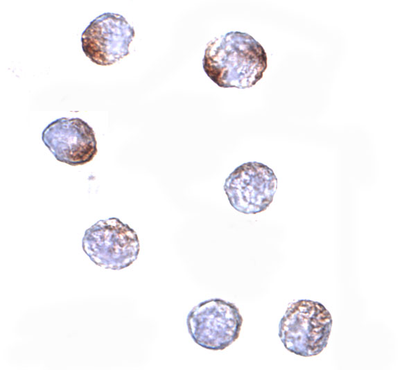 a13892 klhl15 primary antibodies icc testing 2