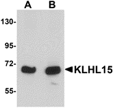 a13892 klhl15 primary antibodies wb testing 1