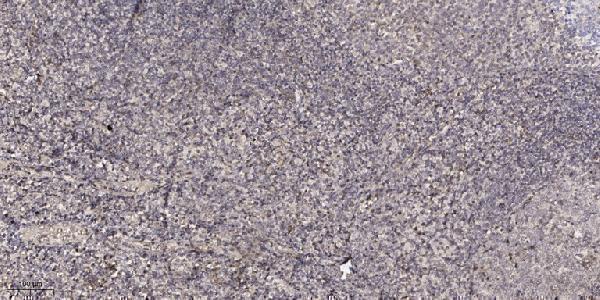 a13898 fam3d primary antibodies ihc testing 1