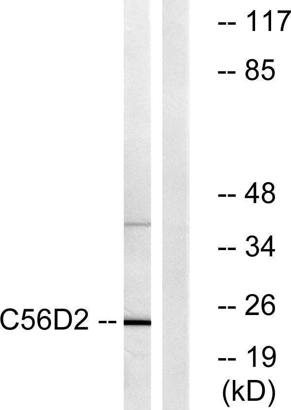 a13899 cyb561d2 primary antibodies wb testing 1