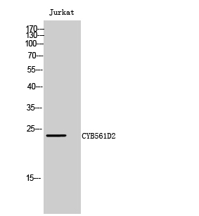 a13899 cyb561d2 primary antibodies wb testing 2