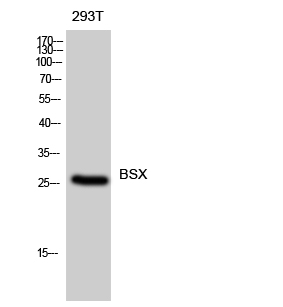 a13902 bsx primary antibodies wb testing 1