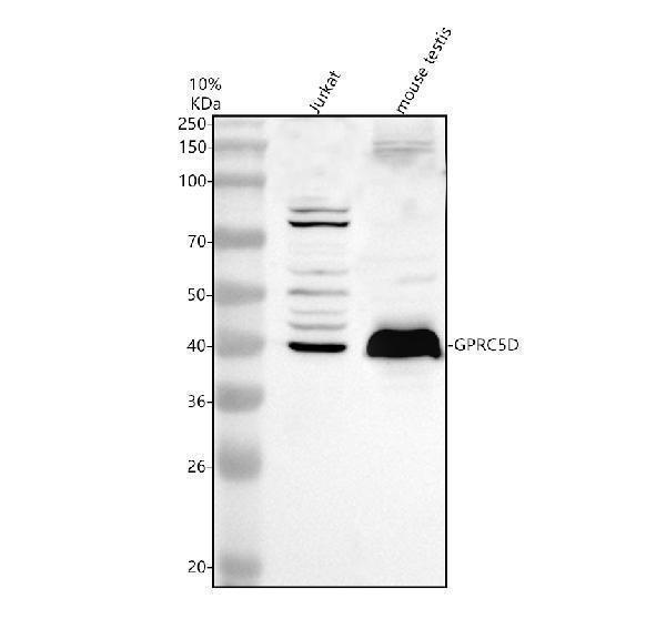 a13912 2 gprc5d primary antibodies wb testing 1