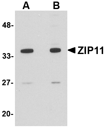 a13919 slc39a11 primary antibodies wb testing 1